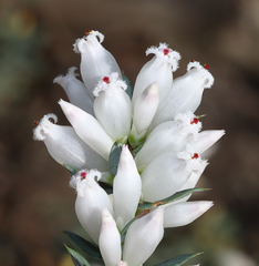 Leucopogon strictus