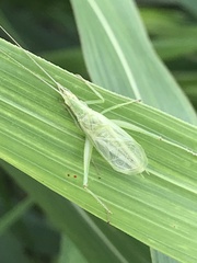Oecanthus celerinictus