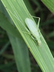 Oecanthus celerinictus