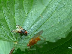 Otites porcus
