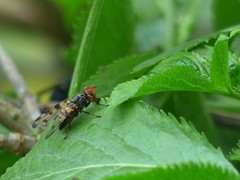 Otites porcus