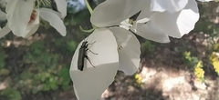 Oedemera virescens