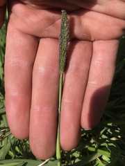 Alopecurus geniculatus