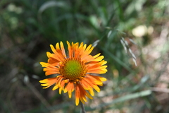 Gaillardia × grandiflora
