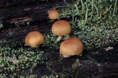 Gymnopilus eucalyptorum