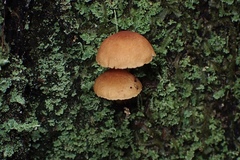 Gymnopilus eucalyptorum