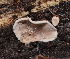 Datronia brunneoleuca