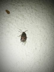 Callosobruchus maculatus