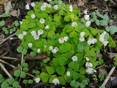 Oxalis acetosella