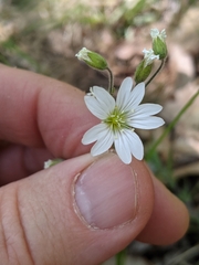 Cerastium strictum