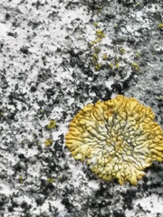 Candelariella medians