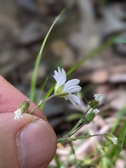 Cerastium strictum