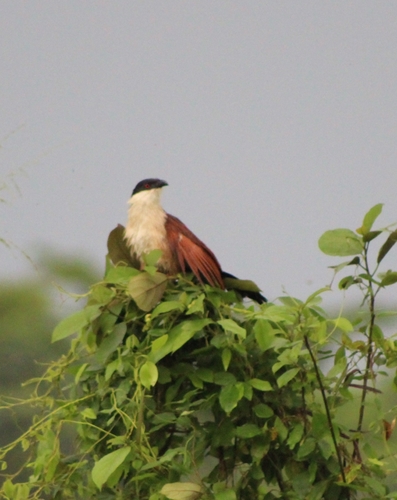 Senegal Coucal