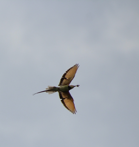 White-throated Bee-eater