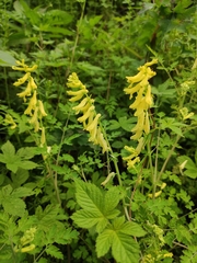Corydalis pallida