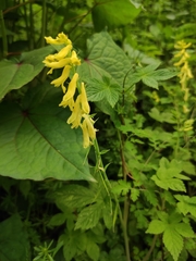 Corydalis pallida