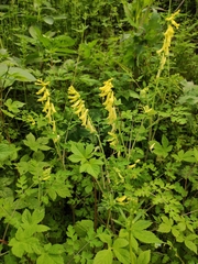 Corydalis pallida