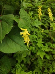 Corydalis pallida