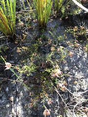 Erica filiformis