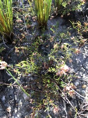 Erica filiformis