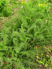 Achillea millefolium
