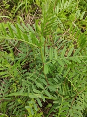 Vicia sepium