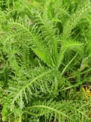 Achillea millefolium