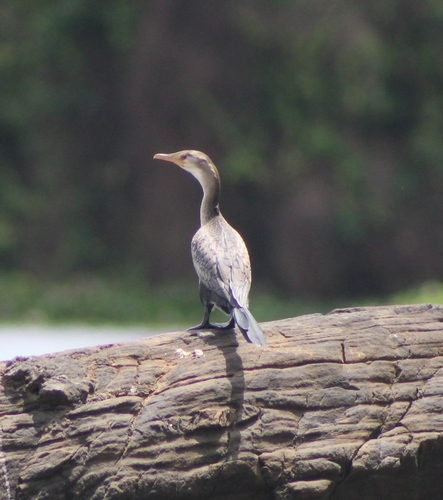 Reed Cormorant
