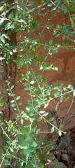 Angiospermae