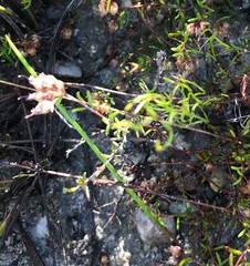 Erica filiformis