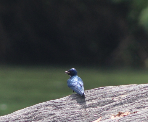 White-throated Blue Swallow