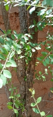 Angiospermae