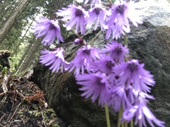 Soldanella montana