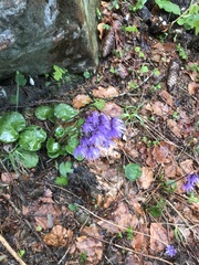 Soldanella montana