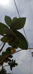 Calotropis procera