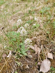 Noccaea perfoliata
