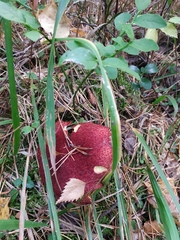 Suillus asiaticus