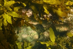 Aplodactylus lophodon