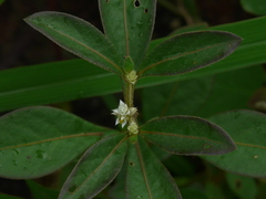 Alternanthera ficoidea