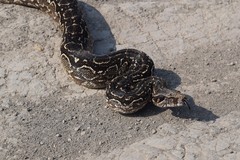 Boa constrictor occidentalis