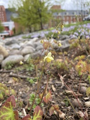 Epimedium × versicolor