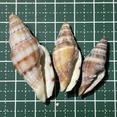 Vexillum balteolatum