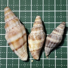 Vexillum balteolatum