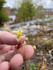 Epimedium × versicolor