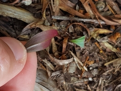 Cryptostylis