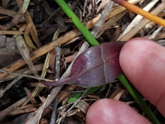 Cryptostylis