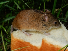 Apodemus agrarius