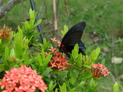 Papilio memnon agenor