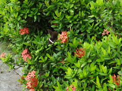 Papilio polytes romulus