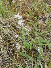 Noccaea perfoliata